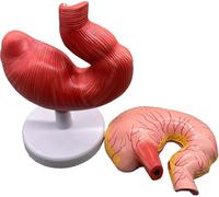 Modelo de anatomía del estómago de cerdo, simulación de cerdo animal, modelo de enseñanza anatómica de estómago extraíble, modelo médico de sección de estómago for formación educativa