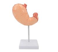 Modelo de anatomía del estómago humano a tamaño real 1:1, diseño desmontable dos piezas con etiquetas numeradas for la enseñanza médica