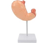 Modelo de anatomía del estómago humano, modelo de enseñanza del sistema digestivo de la estructura del estómago, modelos de estómago extraíbles 1:1 de tamaño natural, for exhibición de