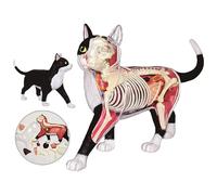 Modelo de anatomía del Gato de la visión 4D, 28 órganos y Partes del Cuerpo Desmontables, Entrenamiento Veterinario Animal para la demostración de la enseñanza de Animales Herramienta