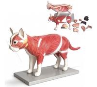 Modelo de anatomía del gato, órganos internos del esqueleto gato