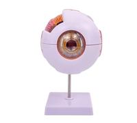 Modelo de anatomía del globo ocular para estudio de enfermedades oculares, modelo de anatomía del humano 6X, accesorio de enseñanza de