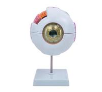 Modelo de anatomía del globo ocular para estudio de enfermedades oculares, modelo de anatomía del humano 6X, accesorio de enseñanza de