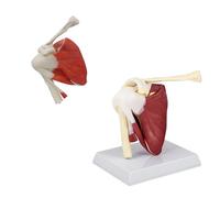 Modelo de anatomía del hombro - PVC de tamaño real con músculos y | Modelo de anatomía de hombro de tamaño real, ideal para entrenamiento médico y uso educativo, muestra músculos y ligamentos
