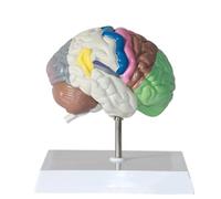 Modelo de anatomía del Medio Cerebro del Cuerpo Humano. Réplica de la anatomía del Cuerpo Humano del Cerebro Normal. Modelo Cerebral for neurociencia. Modelo anatómico del Cerebro