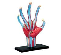 Modelo de anatomía del músculo Vascular de la Mano Humana, Modelo de anatomía Desmontable de 28 Piezas, Modelo de enseñanza médica, Modelo anatómico de órgano Humano for educación