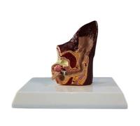 Modelo de anatomía del oído canino: Patológico vs. sano. órgano auditivo canino desmontable for formación veterinaria