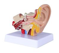 Modelo de anatomía del oído Humano 1,5 Veces: Modelo de oído Humano, Modelo de simulación de articulación del oído, Modelo de oído anatómico de plástico PVC para educación