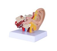 Modelo de Anatomía del Oído Humano 1,5 Veces Que Muestra la Estructura de los Órganos de los Oídos Central y Externo. Demostración
