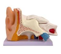 Modelo de anatomía del oído humano, 3 partes: oído externo, medio e interno, modelo de oído de PVC ampliado 5X con base, for la enseñanza y el estudio de fisiología.