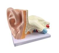 Modelo de anatomía del oído Humano, agrandado 5 Veces, Desmontable, con indicación numérica y Base, Modelo de simulación de la articulación del oído for formación educativa.