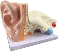 Modelo de anatomía del oído humano ampliado 5 veces, modelo de enseñanza del oído humano con indicación de números, material didáctico de simulación de estructura del oído desmontable