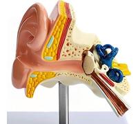 Modelo de anatomía del oído humano de tamaño natural 1:1, modelo de simulación de orejas de PVC con estructura exterior del oído medio interno, for educación médica y demostración en el aula