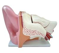 Modelo de anatomía del oído Interno, con 5 Piezas Desmontables y Base para presentaciones y demostraciones en educación médica