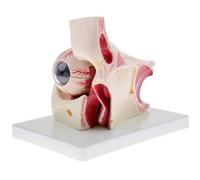 Modelo de Anatomía del Ojo Humano Agrandado 3X, Ayuda Didáctica Médica Detallada para la Educación en Ciencias, Ideal para Demostraciones en el Aula