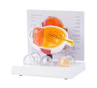 Modelo de anatomía del ojo humano realista patológico para investigación, uso educativo y demostración clínica, ojo humano