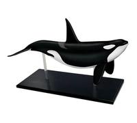 Modelo de anatomía del órgano de la ballena 4D, anatomía del órgano de la anatomía animal, decoración del organismo marino, 16 partes del órgano desmontables para la enseñanza