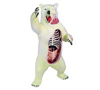 Modelo de anatomía del oso polar, modelo de esqueleto de órgano de oso polar, simulación semitransparente con 36 órganos y partes del cuerpo totalmente desmontables, for enseñanza médica.