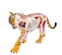 Modelo de anatomía del Perro 4D, Gato/Caballo/Vaca/Cerdo/animalesqueleto canino, espécimen de Esqueleto Animal, biología Desmontable, clínica Veterinaria para Mascotas (N)