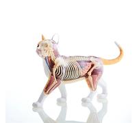 Modelo de anatomía del Perro 4D, Gato/Caballo/Vaca/Cerdo/animalesqueleto canino, espécimen de Esqueleto Animal, biología Desmontable, clínica Veterinaria para Mascotas (D)