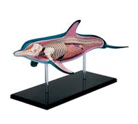 Modelo de anatomía del Perro 4D, Gato/Caballo/Vaca/Cerdo/animalesqueleto canino, espécimen de Esqueleto Animal, biología Desmontable, clínica Veterinaria para Mascotas (L)