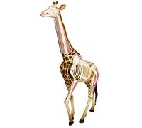 Modelo de anatomía del Perro 4D, Gato/Caballo/Vaca/Cerdo/animalesqueleto canino, espécimen de Esqueleto Animal, biología Desmontable, clínica Veterinaria para Mascotas (O)