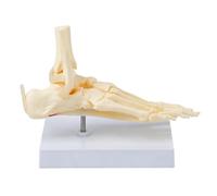 Modelo de anatomía del pie de para referencia de estudio, exhibición de enseñanza de la estructura de la articulación del tobillo con dimensiones de 22 x 12, 5 x 17 cm para lecciones de anatomía