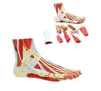 Modelo de anatomía del pie - Esqueleto de pie humano desmontable de 9 partes con músculos, ligamentos, nervios y arterias para estudio educativo y anatómico