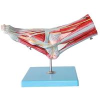 Modelo de anatomía del pie, modelo de esqueleto del pie, 9 piezas desmontables, 81 marcas numeradas, con huesos, músculos, ligamentos, nervios y vasos sanguíneos, for demostraciones