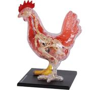 Modelo de anatomía del pollo 4D, desmontable de 32 partes del ensamblaje del rompecabezas de la inteligencia del kit de juguete Modelo de anatomía del órgano del animal para formación