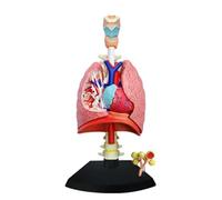 Modelo de anatomía del pulmón humano con 21 piezas desmontables e instrucciones para demostraciones médicas - un kit educativo para toda la familia