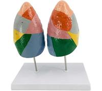 Modelo de anatomía del pulmón humano, modelo de anatomía del segmento del pulmón en color, modelo de pulmón del sistema de órganos viscerales del pulmón izquierdo y derecho con números