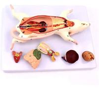 Modelo de anatomía del ratón: modelo anatómico detallado de estructura interna para uso sanitario, educación y formación veterinaria