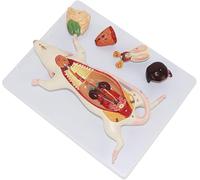 Modelo de anatomía del ratón, modelo médico anatómico animal con marca digital, kit experimental de enseñanza de biología de anatomía de la estructura del órgano interno del ratón