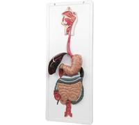 Modelo de anatomía del sistema digestivo humano, tamaño real con piezas extraíbles para estudio médico, ayuda de enseñanza incluyendo estómago, faringe, laringe, intestino grande y pequeño