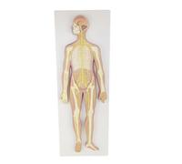 Modelo de Anatomía del Sistema Nervioso Humano, Modelo del Sistema Nervioso Central Desmontable, Modelo del Cerebro, Médula Espinal y Nervios Periféricos