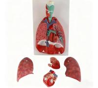 Modelo de Anatomía del Sistema Respiratorio Corazón Garganta Pulmones y Bronquios Humanos, Modelo Anatómico de Pulmón Desmontable de 7 Piezas Con Identificación Numérica para Enseñanza Médica