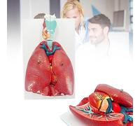 Modelo de anatomía del sistema respiratorio humano, 7 piezas desmontables con pulmones, corazón, laringe, tráquea para educación y enseñanza de ciencias médicas