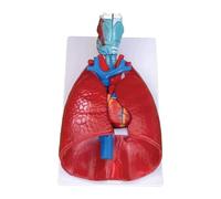 Modelo de anatomía del Sistema respiratorio Humano, 7 Piezas, Modelo Desmontable con pulmones corazón laringe, tráquea y Vasos sanguíneos for Estudio o enseñanza de Ciencias médicas