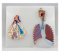 Modelo de anatomía del sistema respiratorio humano, modelo anatómico ampliado del alvéolo del árbol bronquial, material didáctico de sección longitudinal de la cabeza, garganta y pulmones