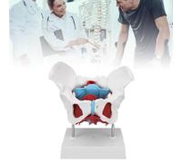 Modelo De Anatomía Del Suelo Pélvico. Modelo Pélvico Femenino Extraíble Y Coloreado For La Enseñanza De Parteras