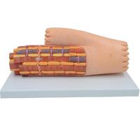 Modelo de anatomía del tejido muscular: modelo de órgano ultraestructural de células agrandadas para enseñanza y demostración médicas