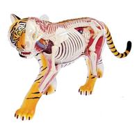 Modelo de anatomía del tigre 4D, modelo del cuerpo del animal, modelo de riñón, extraíble, 28 partesModelo de enseñanza, modelo de biología, pantalla de estudio