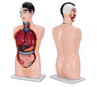 Modelo de anatomía del Torso de 85 cm Hombre 19 Partes Modelo de anatomía Humana Material de PVC Modelo de Torso Humano