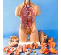 Modelo de anatomía del torso del cuerpo humano de 55 cm, órgano desmontable, 19 piezas, enseñanza médica