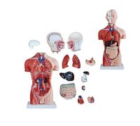Modelo de anatomía del torso humano, 13 piezas, 45 cm, con órganos desmontables, corporal, corazón, vísceras, cerebro, esqueleto, escuela medicina, educación, enseñanza