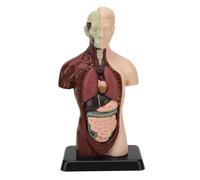 Modelo de anatomía del torso humano, 24,5 cm, tamaño pequeño, órganos extraíbles, sistema digestivo, corazón y pulmones, herramienta estudio médico plástico