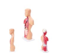 Modelo de anatomía del torso humano 28 cm 15 unidades desmontable con esqueleto cerebro, cráneo y corazón for enseñanza atención médica