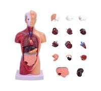 Modelo de anatomía del torso humano con 15 piezas de órgano extraíbles para enseñanza educativa, investigación médica y entrenamiento de enfermería
