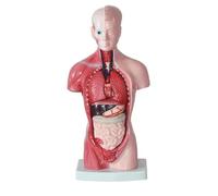 Modelo de anatomía del torso humano con 15 piezas extraíbles, que incluyen corazón, cabeza, cráneo y esqueleto cerebral for exhibición educativa